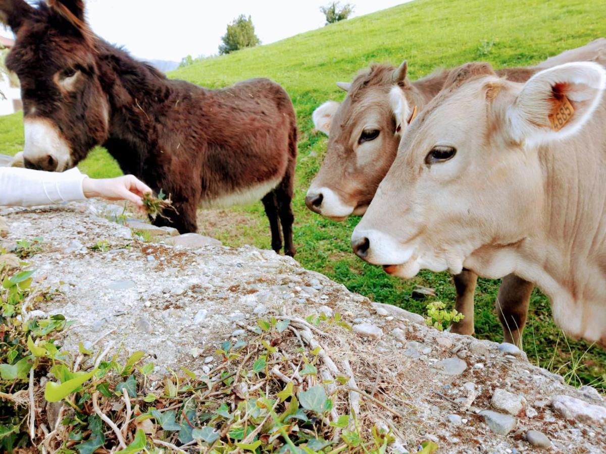 Argixti Vendégház Sunbilla Kültér fotó